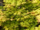 Acer palmatum "Orange dream"