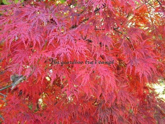 Acer palmatum "Orangeola"