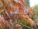 Acer palmatum "Orangeola"