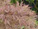 Acer palmatum "Orangeola"