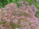 Acer palmatum "Orangeola"