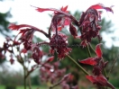 Acer palmatum "Oregon sunset"