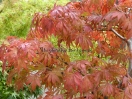 Acer palmatum "Oregon sunset"