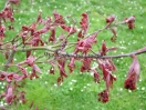 Acer palmatum "Oregon sunset"