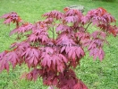 Acer palmatum "Oregon sunset"