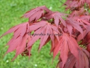 Acer palmatum "Oregon sunset"