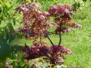 Acer palmatum "Oregon sunset"