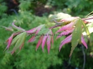 Acer palmatum "Oridono nishiki"