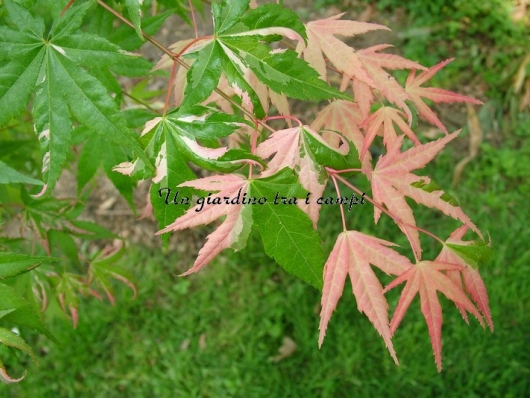 Acer palmatum "Oridono nishiki"