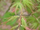 Acer palmatum "Oridono nishiki"