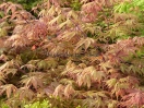 Acer palmatum "Osakazuki"