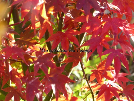 Acer palmatum "Osakazuki"