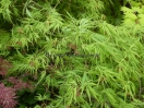 Acer palmatum "Palmatifidium"