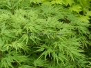 Acer palmatum "Palmatifidium"