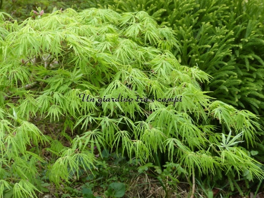 Acer palmatum "Palmatifidium"