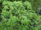 Acer palmatum "Palmatifidium"