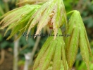 Acer shirasawanum "Palmatifolium"