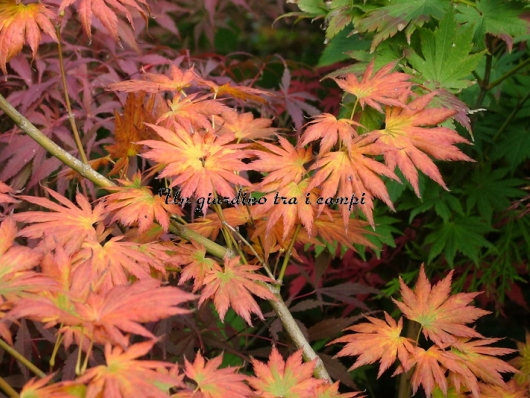 Acer shirasawanum "Palmatifolium"