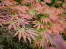 Acer shirasawanum "Palmatifolium"