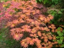 Acer shirasawanum "Palmatifolium"