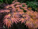 Acer shirasawanum "Palmatifolium"