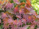 Acer shirasawanum "Palmatifolium"