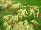 Acer palmatum "Peaches and cream"