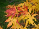 Acer palmatum "Peaches and cream"