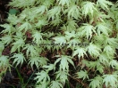 Acer palmatum "Peaches and cream"