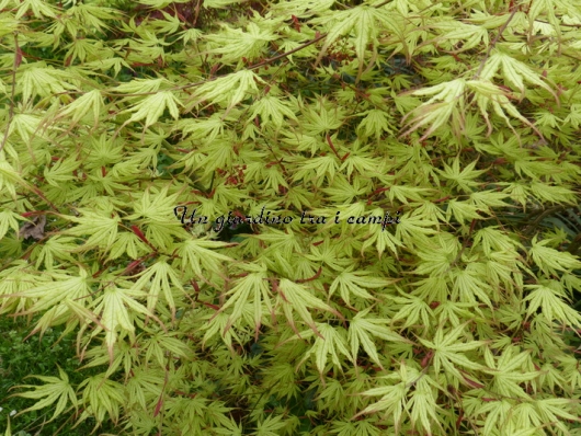 Acer palmatum "Peaches and cream"