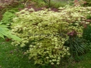 Acer palmatum "Peaches and cream"