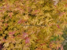 Acer palmatum "Peaches and cream"