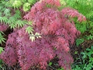 Acer palmatum "Dissectum Pendulum Julian "