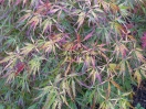 Acer palmatum "Dissectum Pendulum Julian "