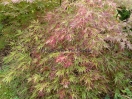 Acer palmatum "Dissectum Pendulum Julian "