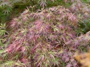 Acer palmatum "Dissectum Pendulum Julian "