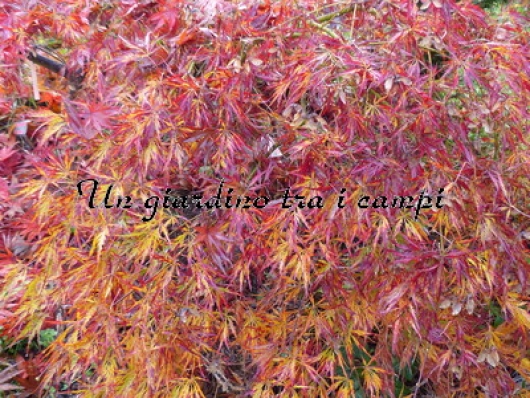 Acer palmatum "Dissectum Pendulum Julian "