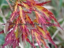 Acer palmatum "Dissectum Pendulum Julian "