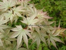 Acer palmatum "Peve multicolor"