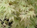 Acer palmatum "Peve multicolor"