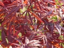 Acer palmatum "Peve Dave"