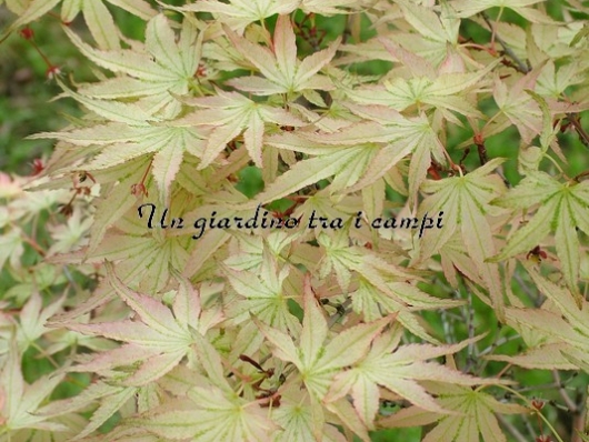 Acer palmatum "Peve multicolor"