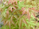 Acer palmatum "Peve multicolor"