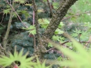 Acer palmatum "Nishiki Gawa"