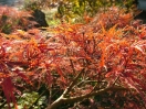 Acer palmatum "Pink filigree"