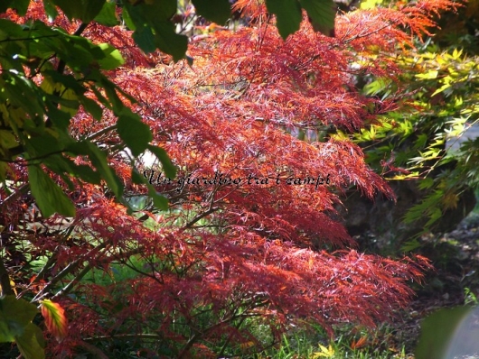 Acer palmatum "Pink filigree"