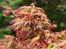 Acer palmatum "Pink filigree"