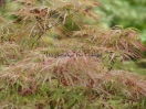 Acer palmatum "Pink filigree"