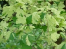 Acer campestre "Pulverulentum"