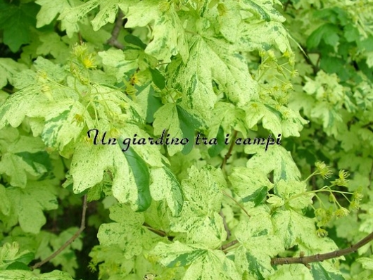 Acer campestre "Pulverulentum"